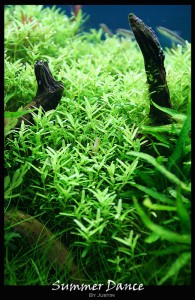 Rotala sp. 'Green'