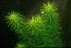 Rotala occultiflora submers
