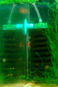 Tökéletes szűrés egy garnélás akváriumhoz. Szivacsszűrő